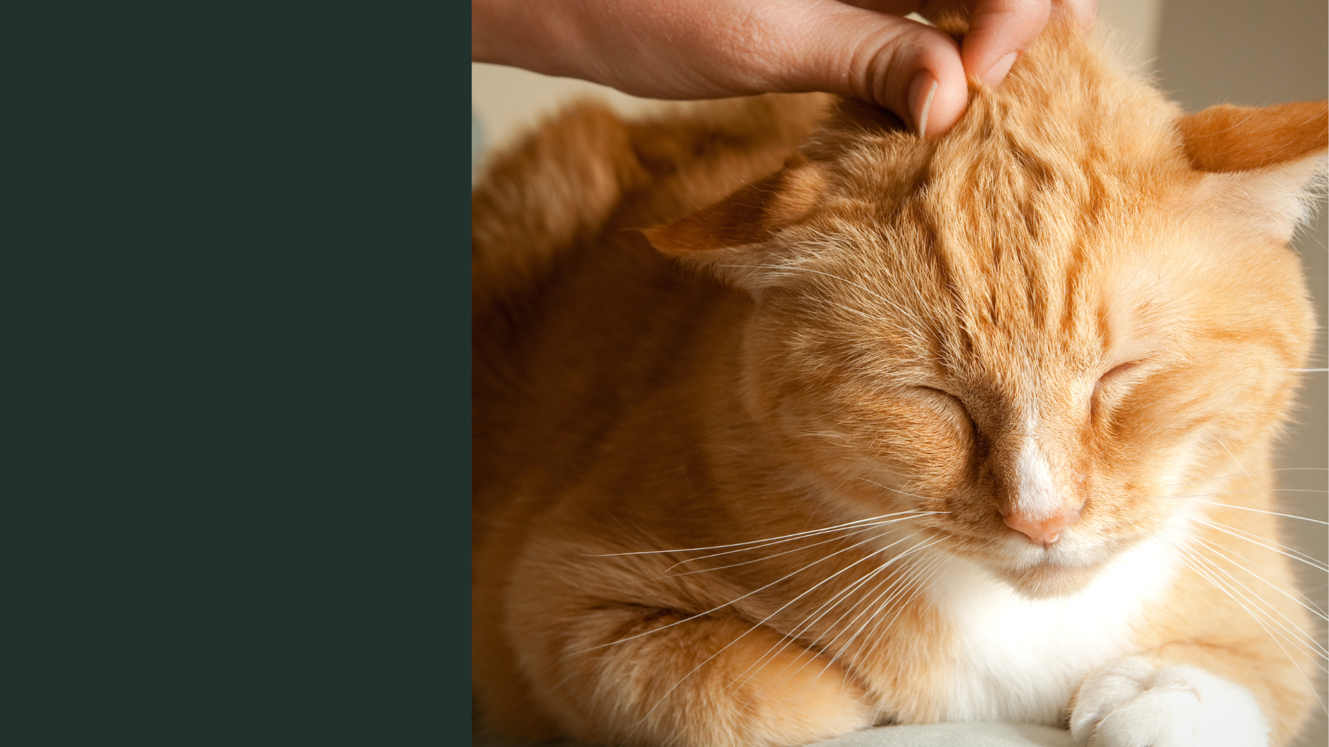 Vet Near Me | West Lafayette Veterinary Care