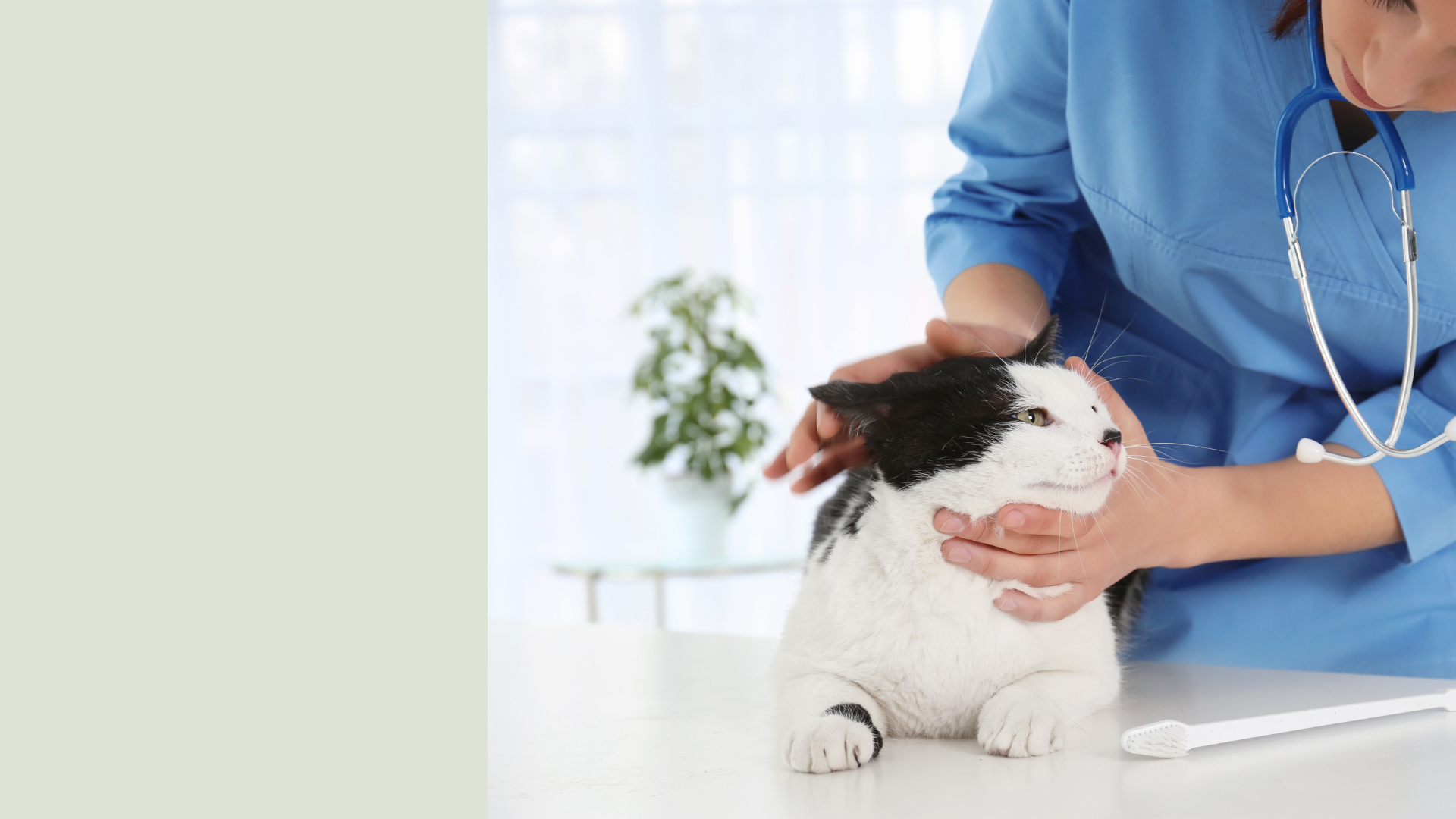 Pet Advanced Dentistry In West Lafayette, IN 47906 West Lafayette