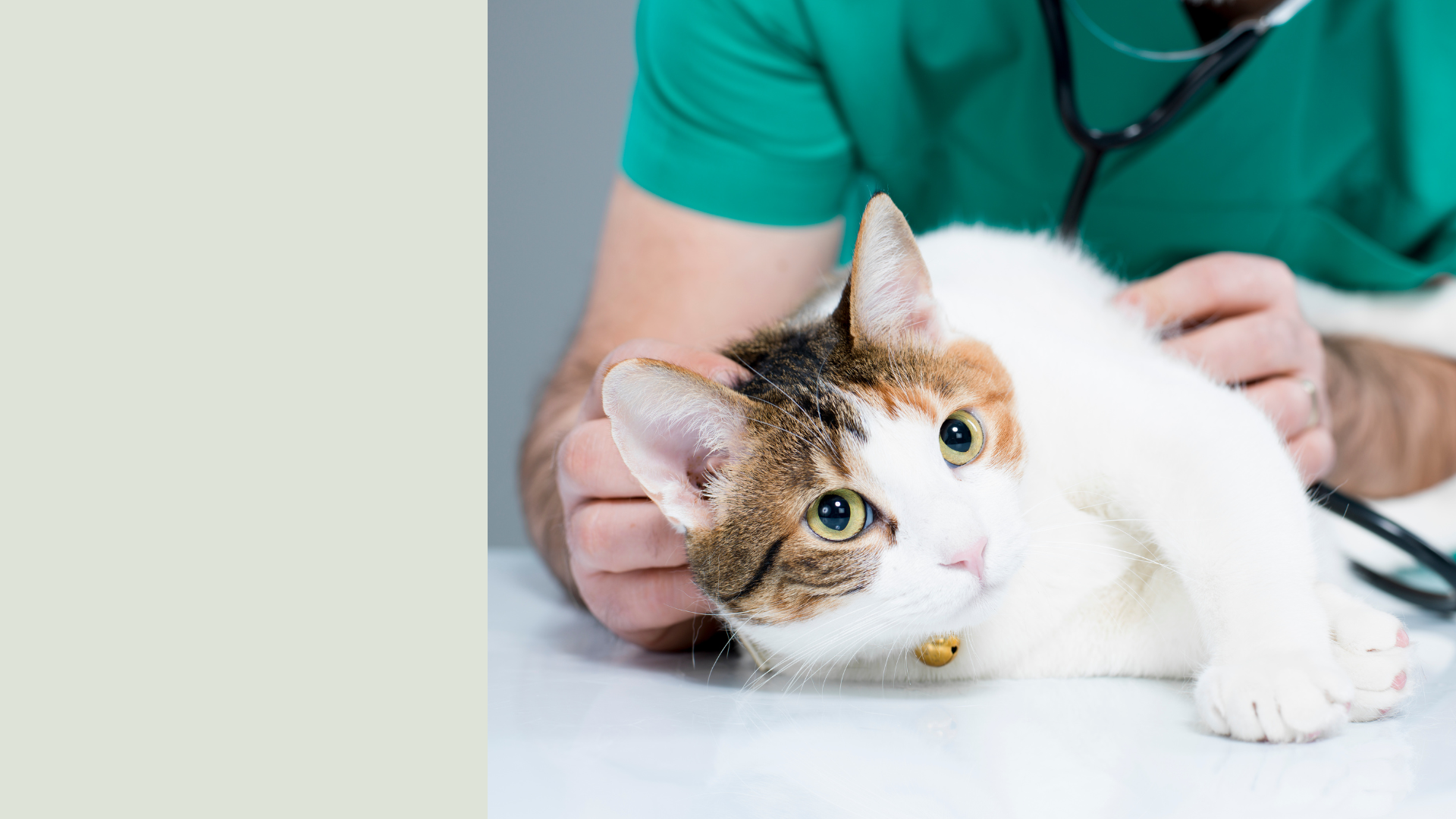 Pet Urgent Care In West Lafayette, IN 47906 West Lafayette Veterinary