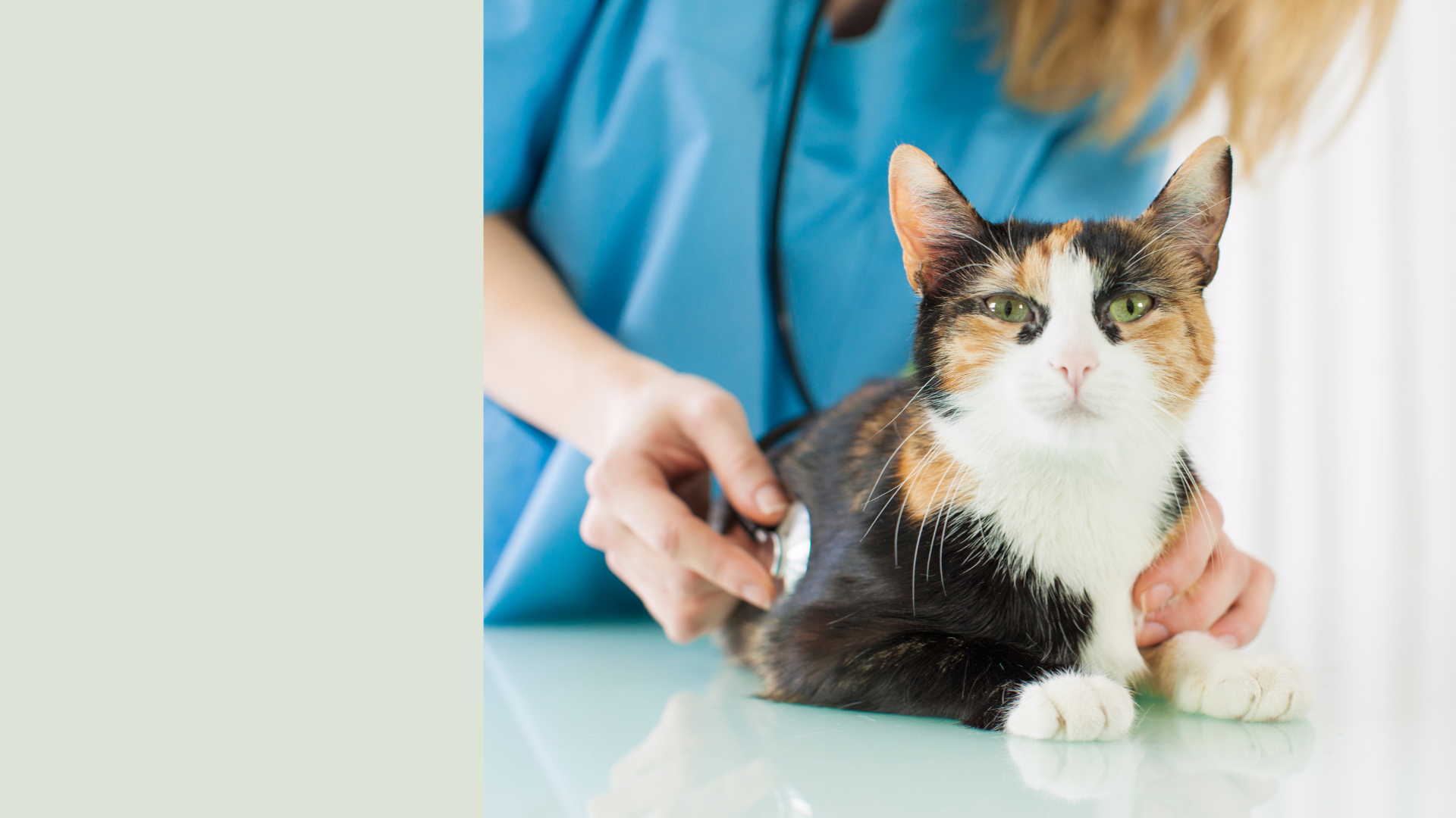 Pet Wellness In West Lafayette, IN 47906 West Lafayette Veterinary Care